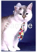 CATN06.jpg